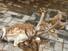 -西安秦岭野生动物园