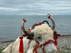 -青海湖国家重点风景名胜区