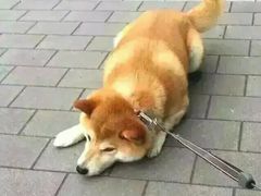 -美联众合爱康动物医院•复杂内科•肿瘤科•牙科•腔镜诊疗中心
