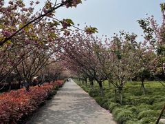 -高东镇樱花园