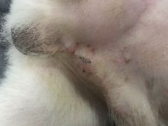 -中农国际动物医院24小时·猫科·骨科·急重症中心