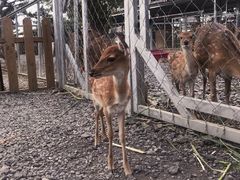 -鹿境梅花鹿生态园区