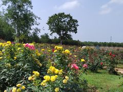 -武汉紫薇都市田园