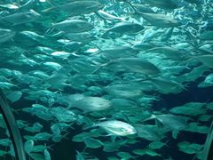 -上海海洋水族馆