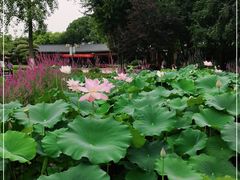 -金银湖国家城市湿地公园