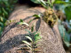 -深圳仙湖植物园