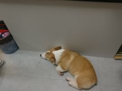 -汪说·狗咖(旺城大厦店)