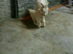 android_upload_pic-荔枝红五号农庄