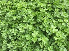 -凤来栖·净庭院·火锅(欧尚店)