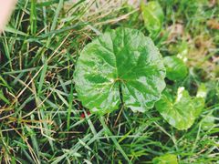 -九龙江国家森林公园