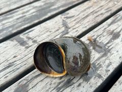-苏州太湖湖滨国家湿地公园