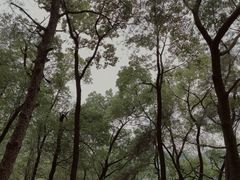 -南山植物园