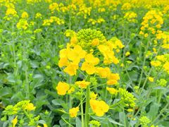 -中国天府农业博览园