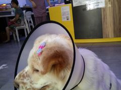 -严国平动物医院(德政总院)