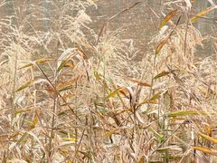 -白鹭湾湿地公园