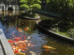 -河内西湖莲花自助餐厅