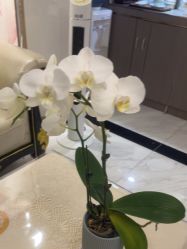 -康缇雅美容养生会所