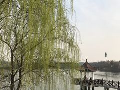 -大塘金香草谷