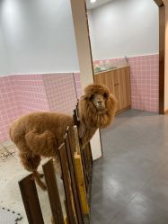 -Moni星球萌宠·小马宝莉·灵蛇·高端高阶全萌宠互动体验俱乐部(红豆国际广场店)