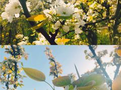 -树山生态村