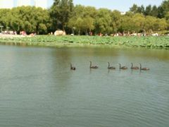 android_upload_pic-长春世界雕塑园冰雪艺术天地