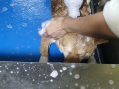 -美美酱宠物(外运路小区店)