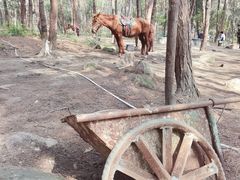 -铁山坪森林公园