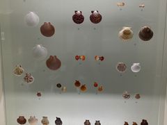 -青岛贝壳博物馆