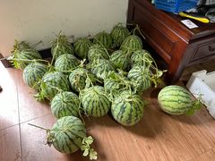 -南汇新场正宗水蜜桃采摘