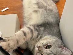 -猫友咖啡店(玉林西路店)