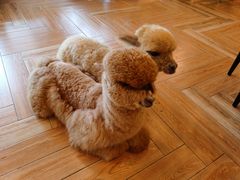 -遇见羊驼·奶狗咖·布偶猫咖·法斗柯基柴犬阿拉斯加(春熙路太古里IFS店)
