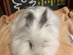 -猫猫幼稚园·撸猫·桌游·电玩