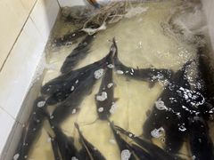 -都江堰石锅鱼