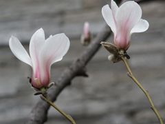 -东华门大街小区