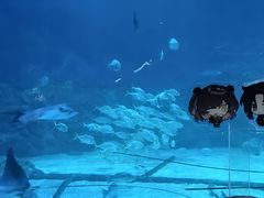 -烟台海昌鲸鲨海洋公园