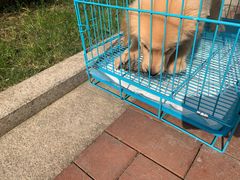-翊宠yipet猫狗购宠庄园犬舍•猫舍