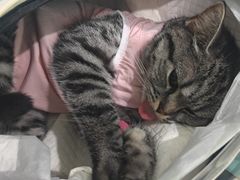 -纳吉亚猫专科动物医院·北北分院
