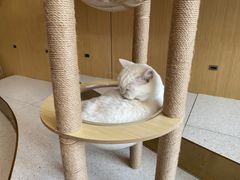 -飞行喵MR PILOT|猫舍·猫咖(静安大融城店)