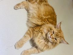 -藏猫猫咖啡主题馆(中央大道店)