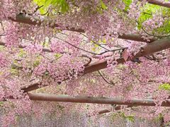 -嘉定紫藤园