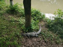 -中国扬子鳄村