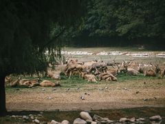 -北京麋鹿生态实验中心