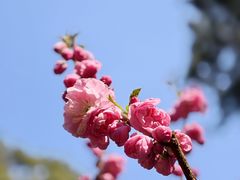 -花坞舫餐厅