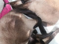-猫小院猫主题咖啡厅(北锣店)