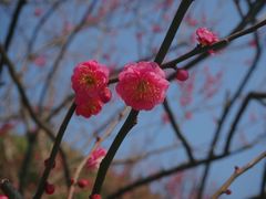 -红梅公园
