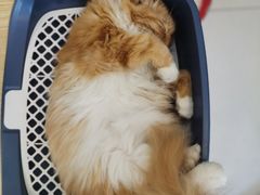 -平行世界·猫咖(首经贸店)