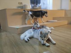 -Husky Go! 哈士奇体验馆·宠物咖啡厅狗咖