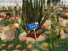 -海上花岛玫瑰园采摘