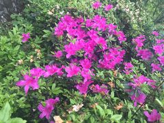 iphone_upload_pic-庐山风景区花径公园
