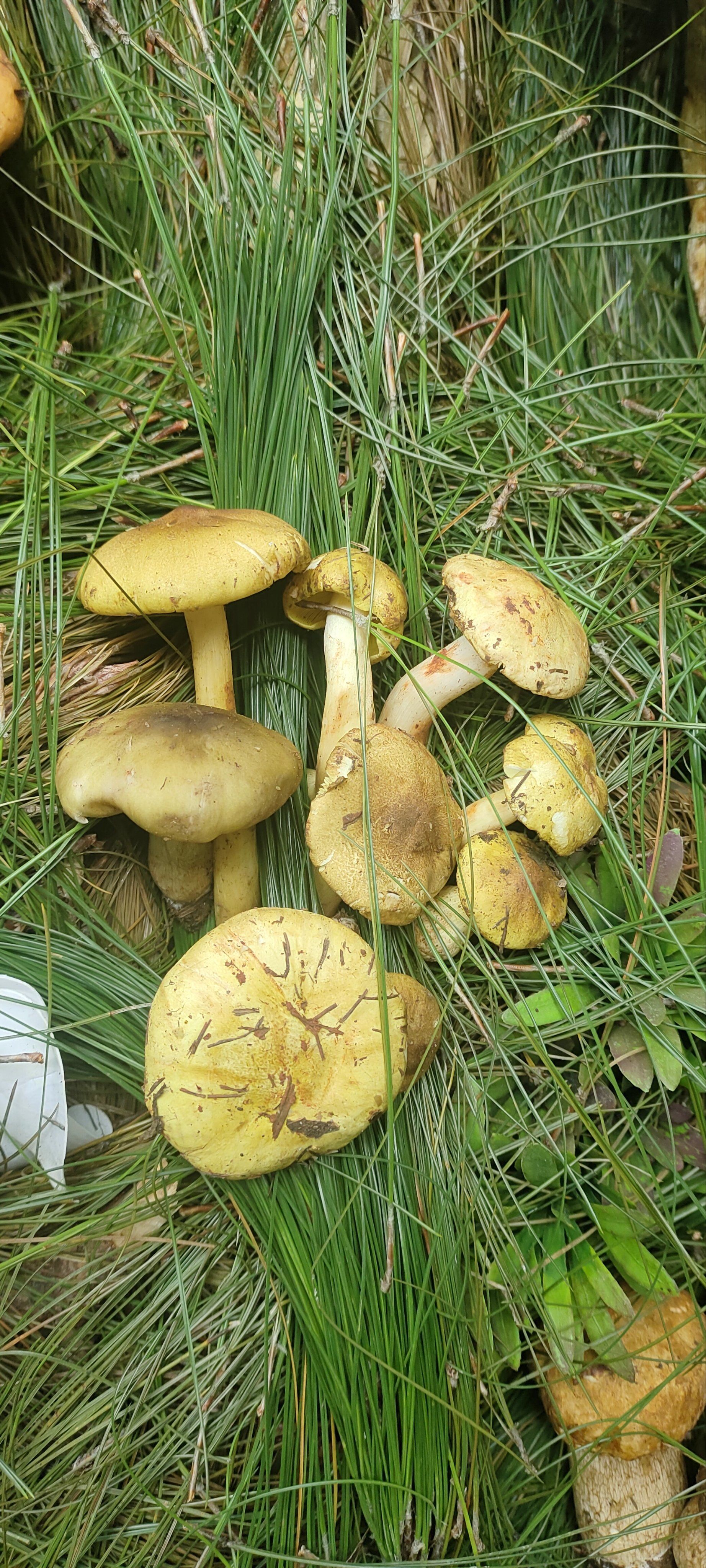 想象一下,在暖暖的锅里,各种珍稀的野生菌